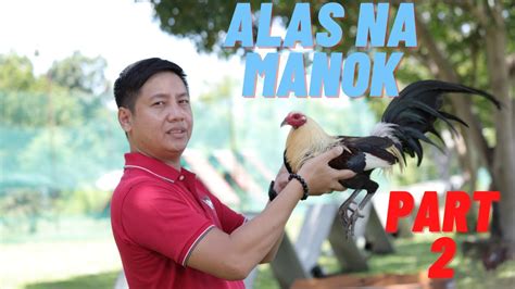 Sabong tips ANONG EDAD NG MANOK GINAGAMIT ANG RED .